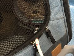 -创凡宠物医院·骨专科  猫科中心(西乡分院)