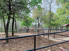 -合肥野生动物园