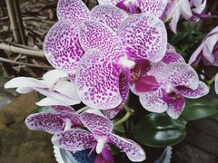 -罔极寺