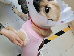 -宠福鑫康馨动物医院·骨科·眼科