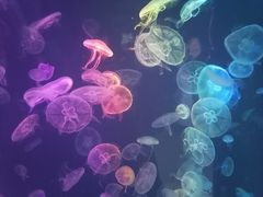 -烟台海昌鲸鲨海洋公园