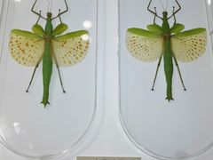 -上海昆虫博物馆