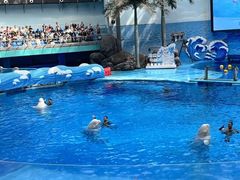 -海合安成都极地海洋公园