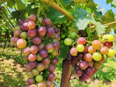 -马陆小张葡萄园农家乐