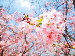 -天适樱花悠乐园