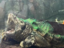 点击看大图 -Zoolung Zoolung动物主题公园(海信广场店)