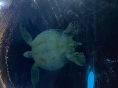 -海棠湾洲际-涛·海底餐厅·美人鱼·自助餐·海底隧道