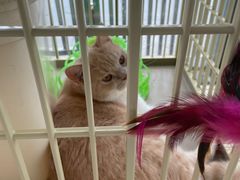 -乐琪宠物医院·犬猫专科·骨外科·急重症