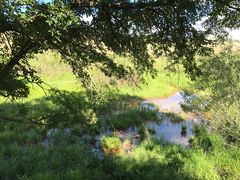 -乌兰布统景区-白桦林