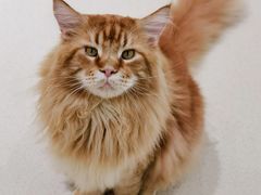 -藏猫猫咖啡主题馆(中央大道店)