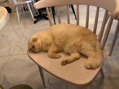 -猫爷宠物生活馆·撸猫馆