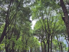 -重庆市江北嘴中央商务区中央公园