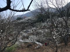 -广州市流溪河国家森林公园