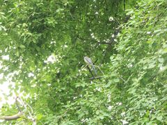 -黑龙江省森林植物园