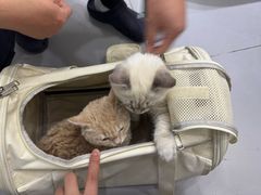 -派特宠物医院(圆融广场店)