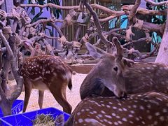 -正佳雨林生态植物园