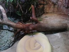 -上海大自然野生昆虫馆(东方明珠·爬宠昆虫探索中心)