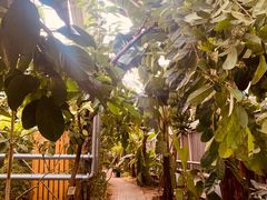-呀路古热带植物园