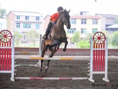 -重庆和泰马术俱乐部