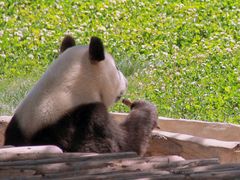 -西安秦岭野生动物园