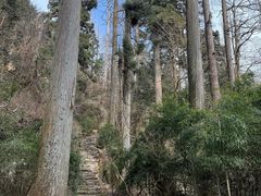 -天目山大树王景区