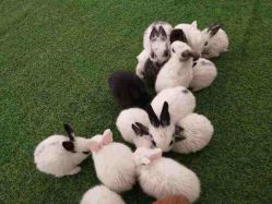 -萌宠亲子动物乐园(槐房万达店)