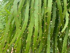 -广州神农草堂中医药博物馆