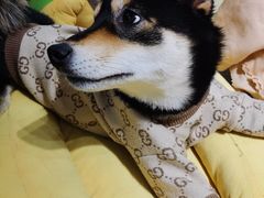 -逗柴咖啡屋·狗咖猫咖宠物桌游