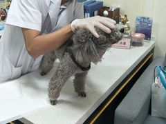 诊室-宠爱国际动物医院· 猫科· 外科·中兽医(长白店)