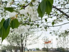 -空港花田景区