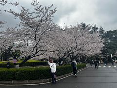 -武汉大学-樱园