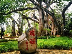 -瑞丽独树成林风景区