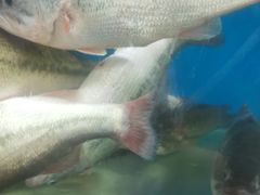 -岳各庄批发市场(西四环中路店)