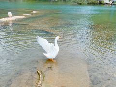 -靖西鹅泉风景区