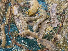 -好兄弟郭巨海鲜(天一阁店)