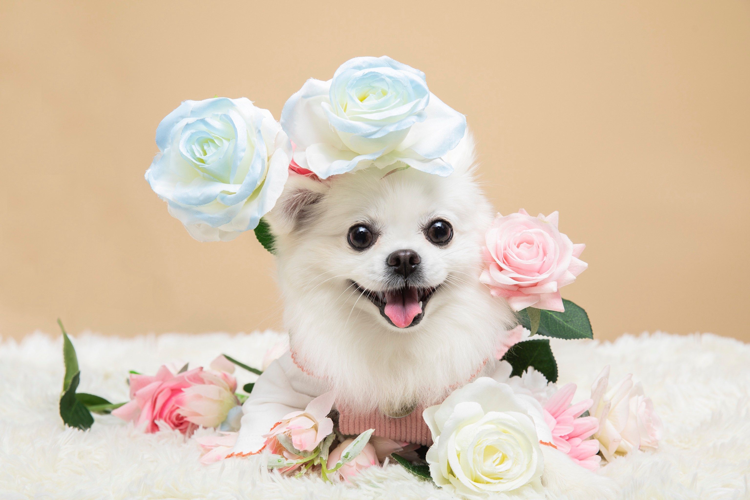 大眼睛超级萌,一看就是善良小博美