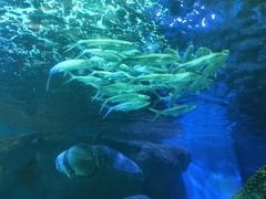 景点-大明湖海底世界