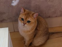 金桔-猫咪派对(江南西店)