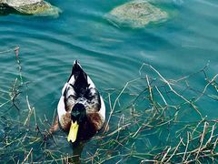 -大宁郁金香公园-停车场