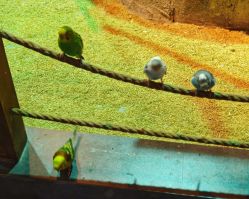 -酷嗒动物文化乐园(cutezoo西溪乐天城店)