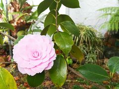 -悉尼蓝山三姐妹峰