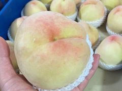 -老袁家蜜桃农场·阳山水蜜桃