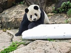 -广州长隆野生动物世界