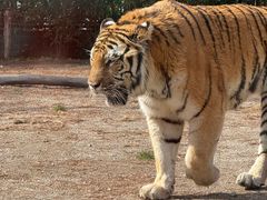 -上海野生动物园老虎餐厅