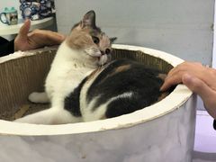 -喵的天空名猫咖啡馆·撸猫·猫舍·用品