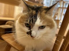 -是阿柴呀！柴犬咖啡·爱喵喵猫咖