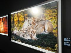 -罗红摄影艺术馆