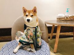 -逗柴咖啡屋·狗咖猫咖宠物桌游