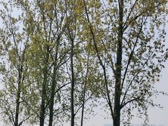 -汉长安城未央宫国家考古遗址公园