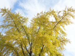 -三里屯东五街银杏大道